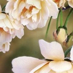 Кухонный фартук Цветы 066 МДФ матовый (3000) Flowers в Нижнем Тагиле - nizhniy-tagil.mebel24.online | фото
