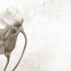 Кухонный фартук Цветы 069 МДФ матовый (3000) Flowers в Нижнем Тагиле - nizhniy-tagil.mebel24.online | фото 1