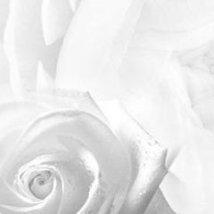 Кухонный фартук Цветы 217 МДФ матовый (3000) Flowers в Нижнем Тагиле - nizhniy-tagil.mebel24.online | фото