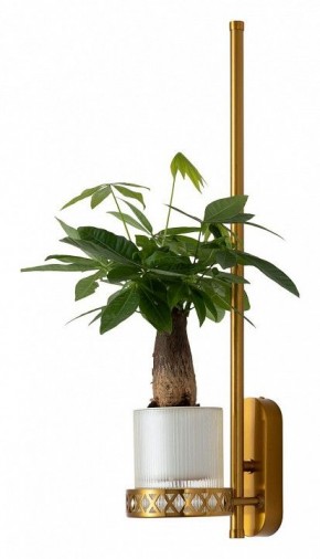 Бра Favourite Greenery 4050-1W в Нижнем Тагиле - nizhniy-tagil.mebel24.online | фото 4